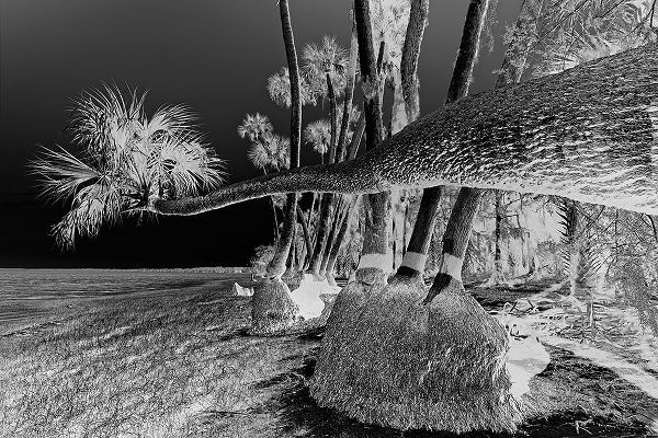 Jones, Adam 아티스트의 Sable palm tree along shoreline of Harney Lake at sunset-Florida작품입니다.